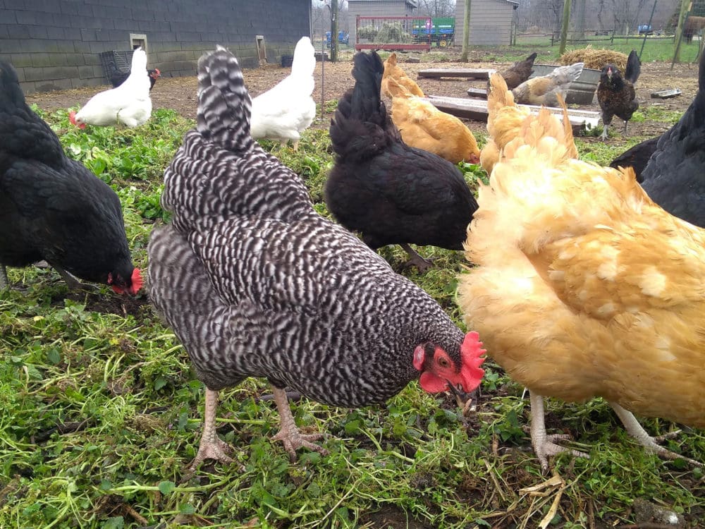 Eggducation Classes at Queens Farm Offer Free Resources on Raising