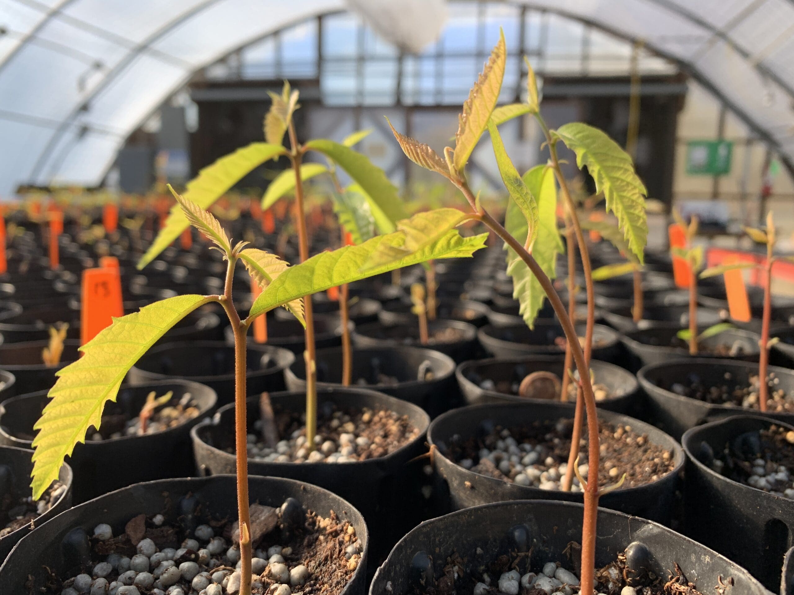 American Chestnuts - Queens County Farm Museum
